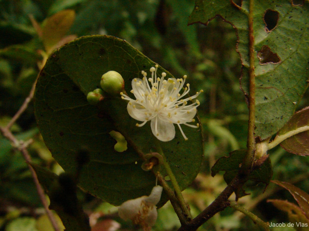 Symplocos elegans Thwaites